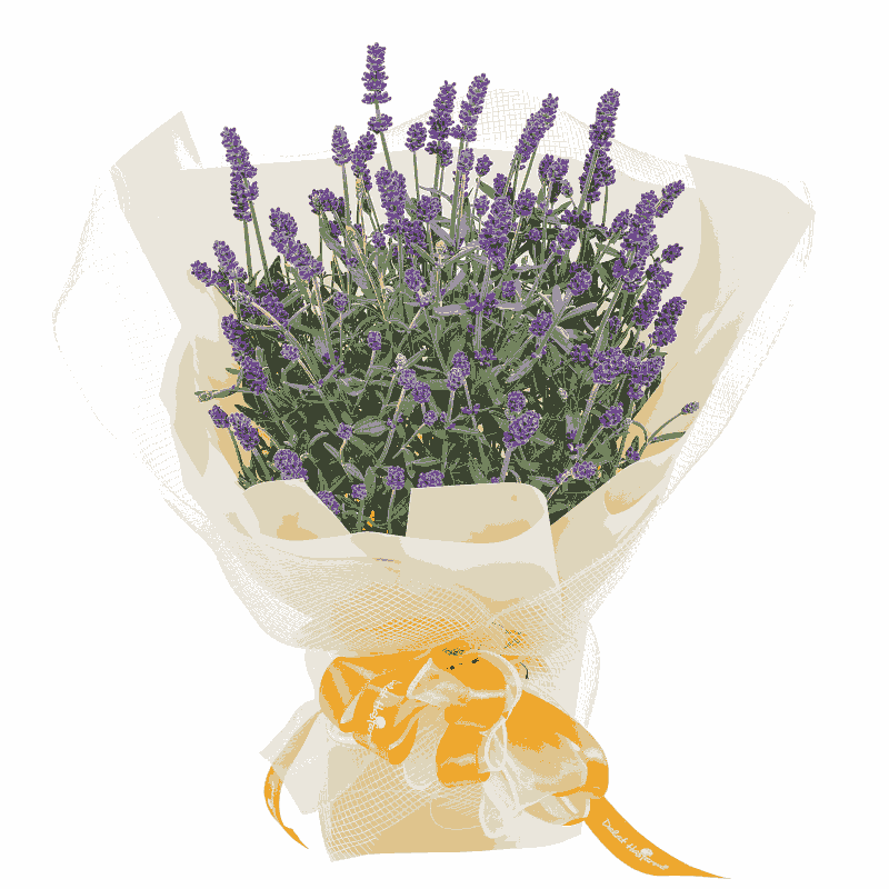 Hoa Lavender